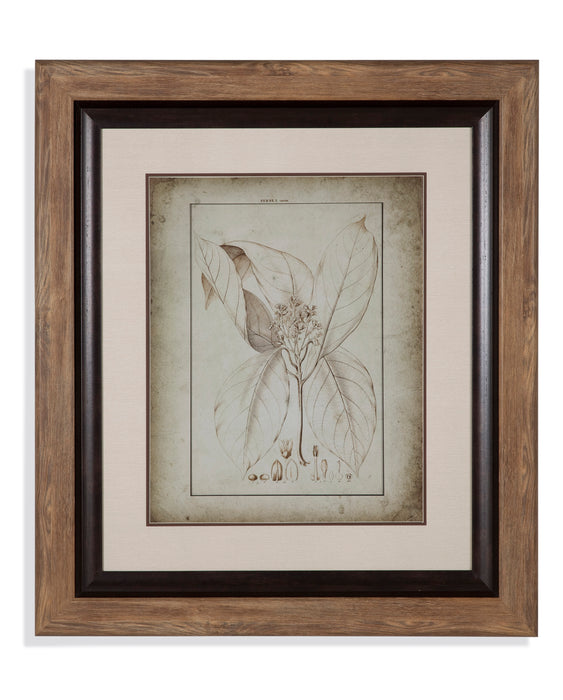 Botanical View II Framed Print