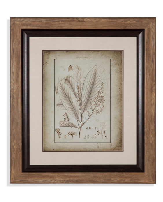 Botanical View III Framed Print