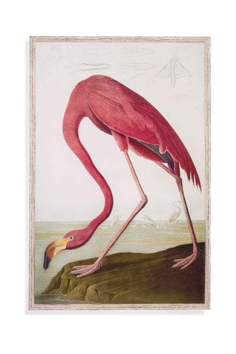 Flamingo Framed Print